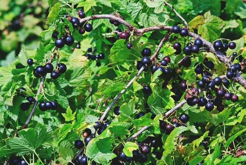 Beryozovka (Берёзовка) - новинка с насыщенным вкусом и устойчивостью к вредителям