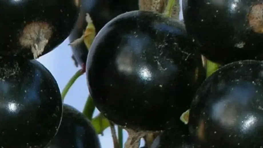 Смородина Big Ben