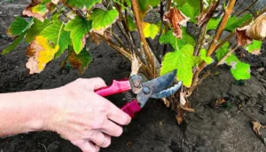 Чем подкормить смородину после обрезки