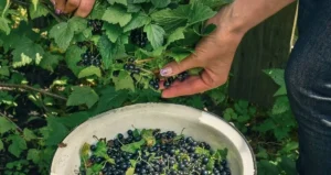 Чем подкормить смородину после обрезки