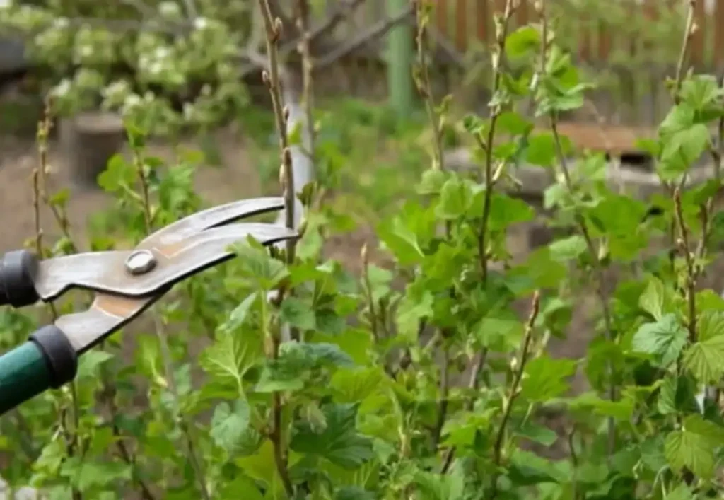 Чем подкормить смородину после обрезки