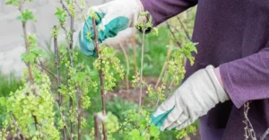 Чем подкормить смородину после обрезки