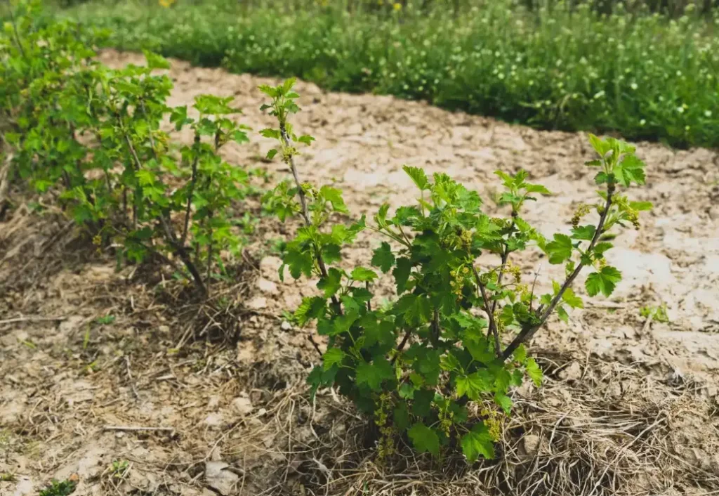 Что делать, если смородина плохо растёт - анализ почвы и питание