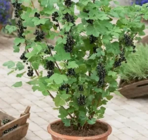 Чёрная пятнистость листьев смородины - как устранить проблему