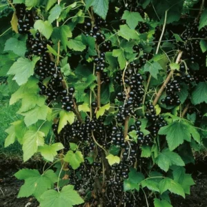 Чёрная пятнистость листьев смородины - как устранить проблему