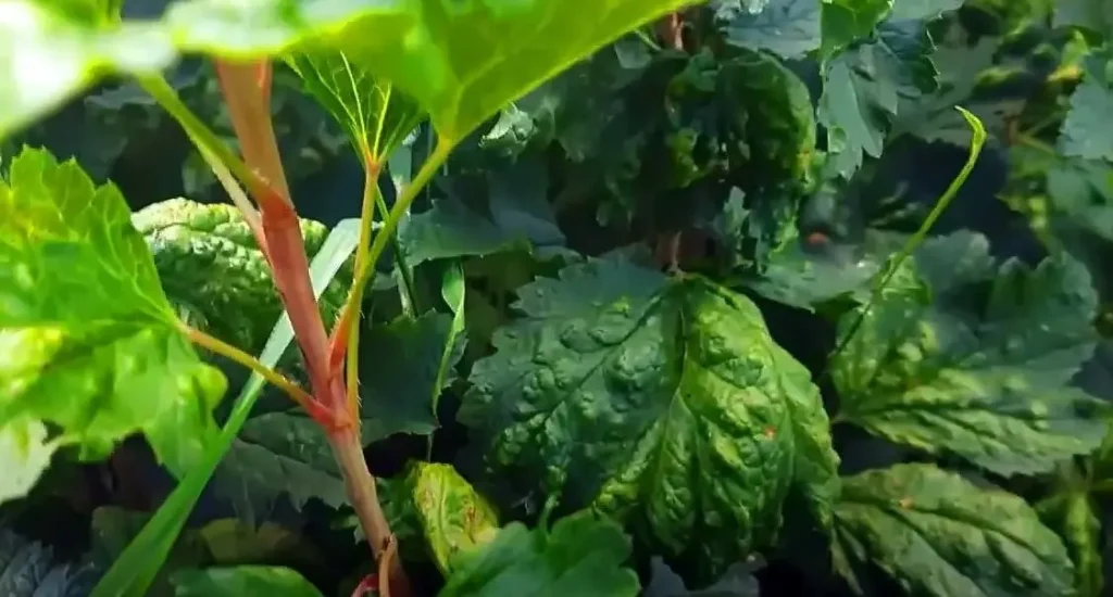 Чёрная пятнистость листьев смородины - как устранить проблему