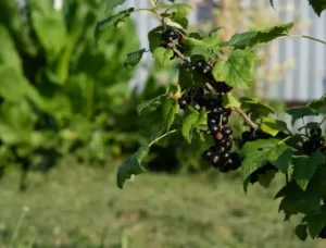 Чёрная пятнистость листьев смородины - как устранить проблему