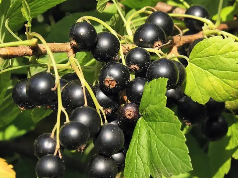 Consort (Консорт) - один из самых выносливых сортов смородины для северного климата