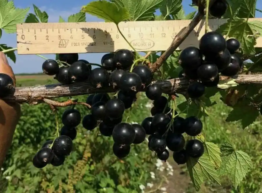 Смородина Crusader