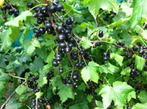 если смородина плохо растёт