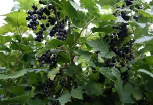 если смородина плохо растёт