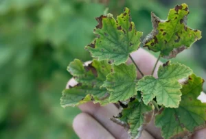 Филлостиктоз смородины