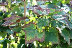 Филлостиктоз смородины