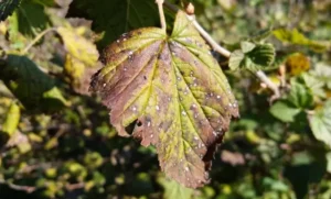 Филлостиктоз смородины