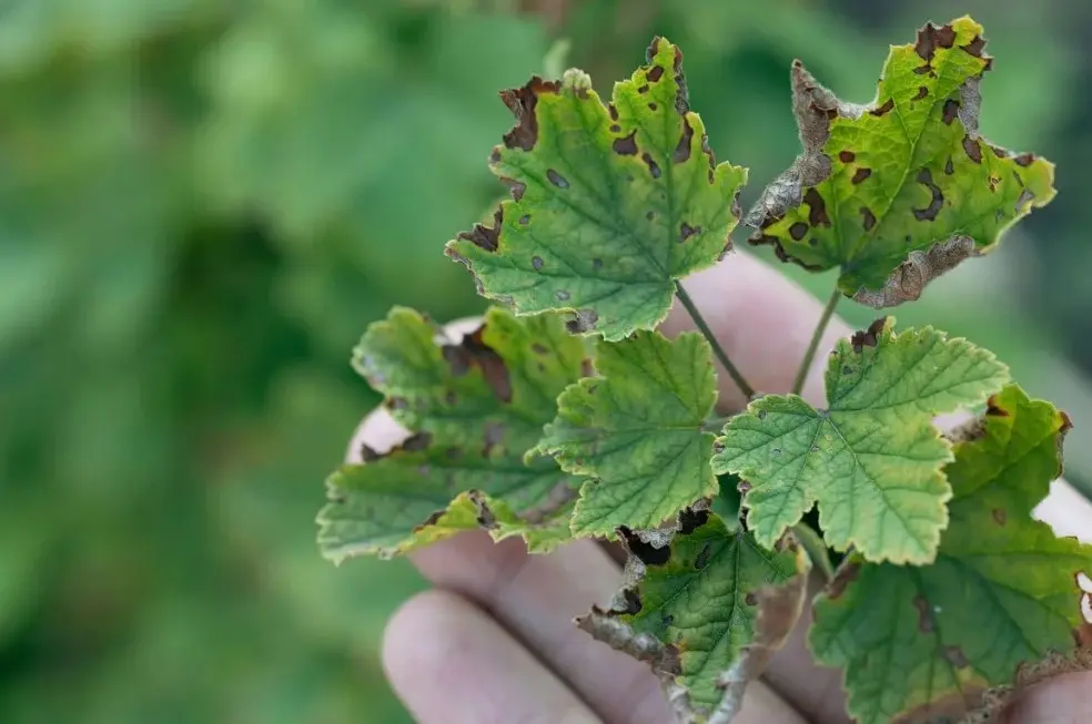 Филлостиктоз смородины - грибковая угроза листьям