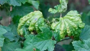 Фитофтороз смородины - симптомы, профилактика и лечение