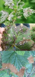 Фитофтороз смородины - симптомы, профилактика и лечение