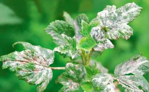 Фитофтороз смородины - симптомы, профилактика и лечение