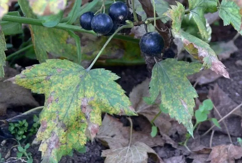 Фитофтороз смородины - симптомы, профилактика и лечение