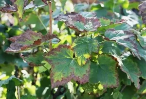 Фомопсис смородины