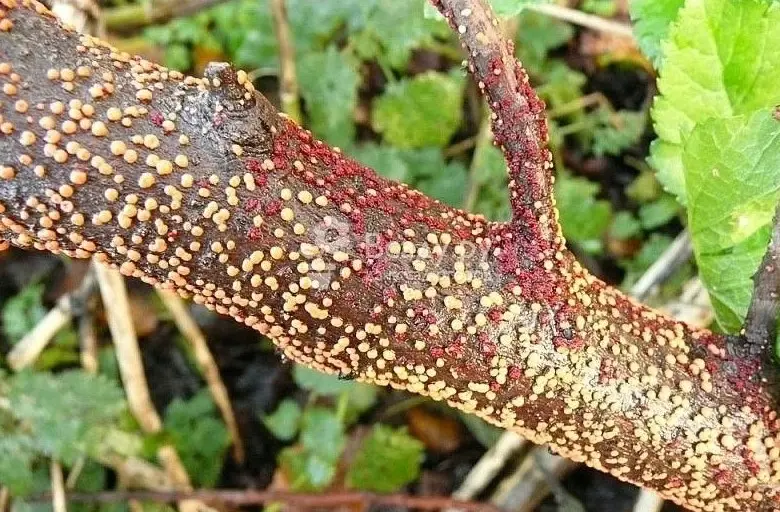 Фомопсис смородины (некроз побегов) - как не допустить усыхания кустов