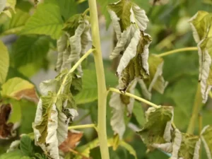 Фузариозное увядание смородины