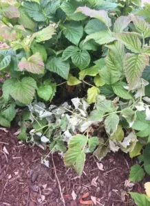 Фузариозное увядание смородины