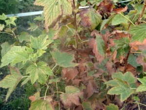 Фузариозное увядание смородины