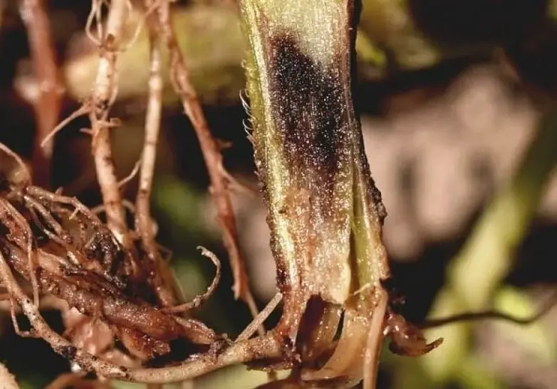 Фузариозное увядание смородины - способы борьбы с грибком