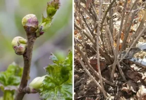 Гибель почек смородины весной - болезнь или заморозки