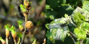 Гибель почек смородины весной - болезнь или заморозки