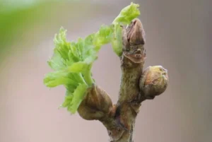 Гибель почек смородины весной - болезнь или заморозки