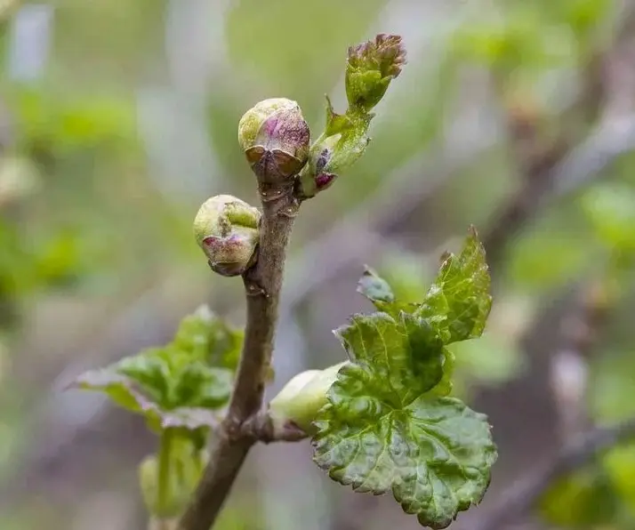 Гибель почек смородины весной - болезнь или заморозки