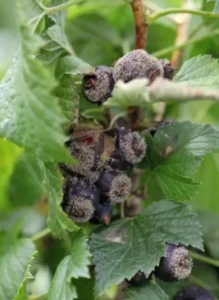 Гниль соцветий смородины