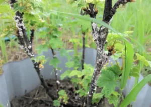 Гниль соцветий смородины