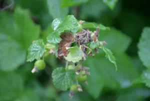 Гниль соцветий смородины