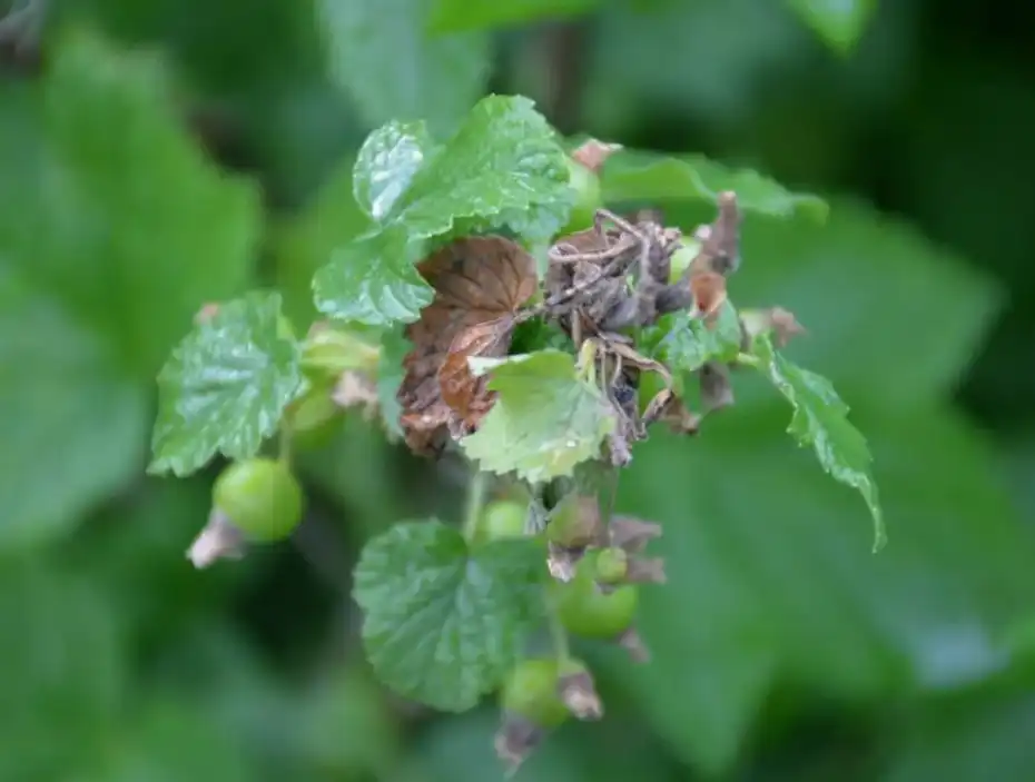 Гниль соцветий смородины - грибковые болезни в фазе цветения