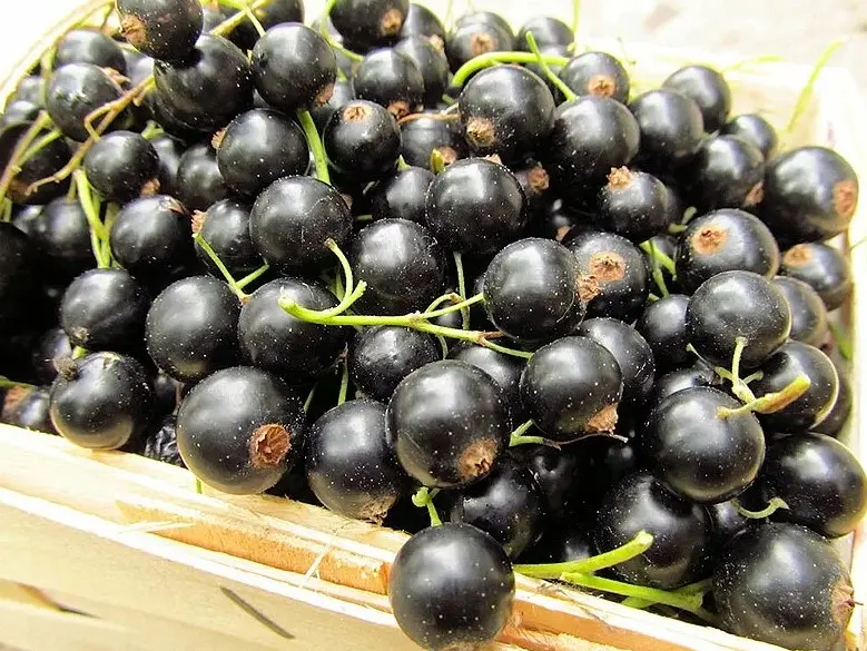 Gofert (Gofert) - один из самых популярных польских сортов для переработки