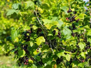 График внесения удобрений по фазам роста смородины