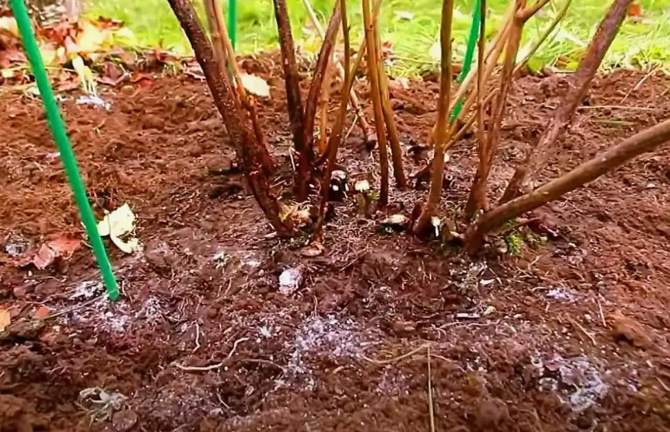 График внесения удобрений по фазам роста смородины