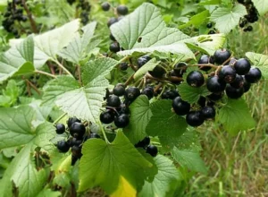 График внесения удобрений по фазам роста смородины