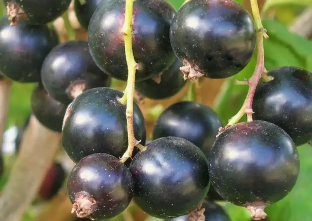 Gross (Гросс) - сорт с высокой урожайностью и стабильным плодоношением