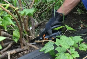 Как избежать перекорма смородины