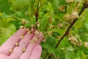 Как избежать перекорма смородины