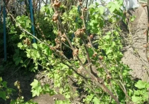 Как избежать перекорма смородины