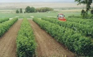 Как подготовить почву под посадку смородины