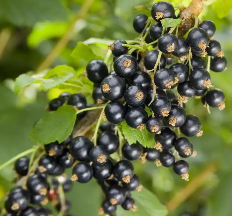 Как подготовить почву под посадку смородины