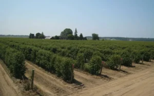 Как подготовить почву под посадку смородины