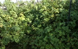 Как правильно удобрять смородину - пошаговая инструкция