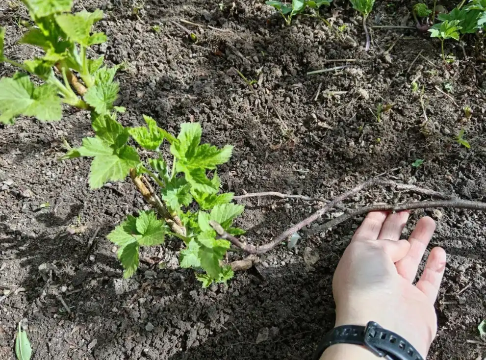Как правильно удобрять смородину - пошаговая инструкция